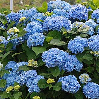 Hydrangea