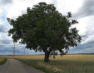 Common Walnut