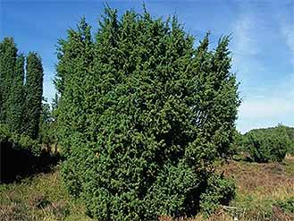 Juniper