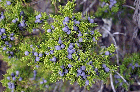 Ashe Juniper