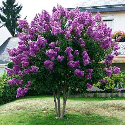 Crepe Myrtle