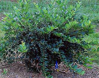 Privet