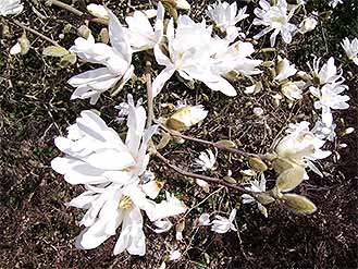 Magnolia