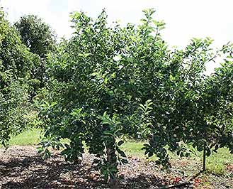 Edible Fruiting Apple