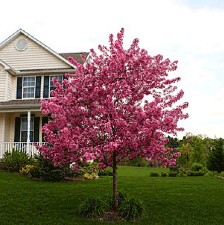 Crabapple