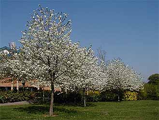 Crab Apple
