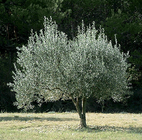 Olive
