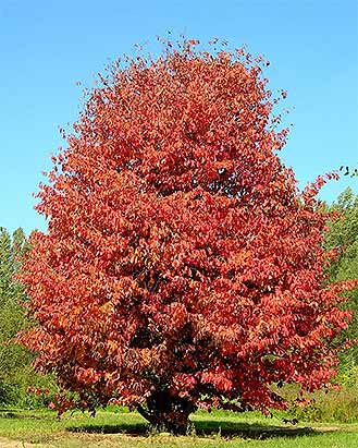 Persian Ironwood