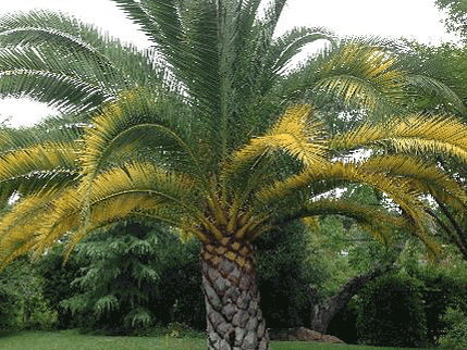 Canary Date Palm