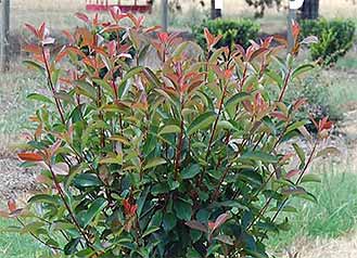 Photinia