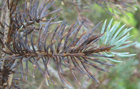 Spruce West