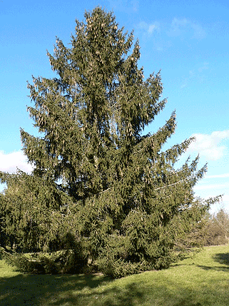 Norway Spruce