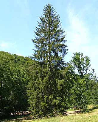 Spruce