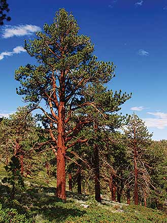 Ponderosa pine