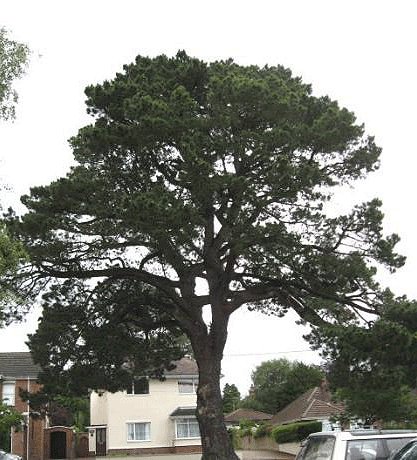Monterey Pine