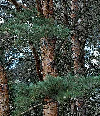 Scots Pine