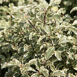 Pittosporum