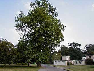 London Plane Tree