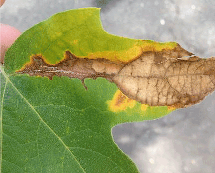 London Plane