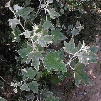Poplar