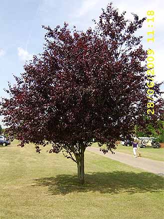 Purple Leafed Plum