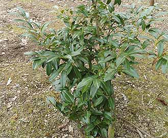 Cherry Laurel