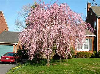 Flowering Cherries