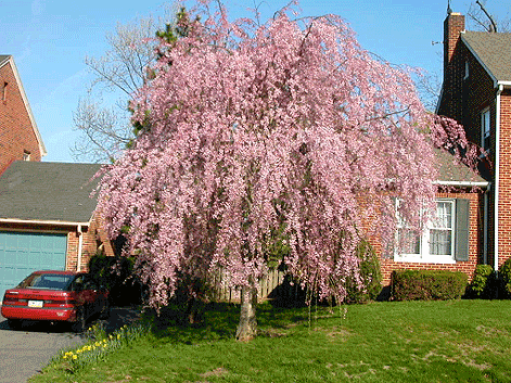 Flowering Cherries