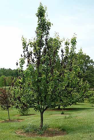 Pear