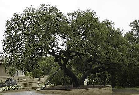 Texas Live Oak