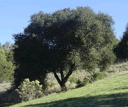 Coast Live Oak