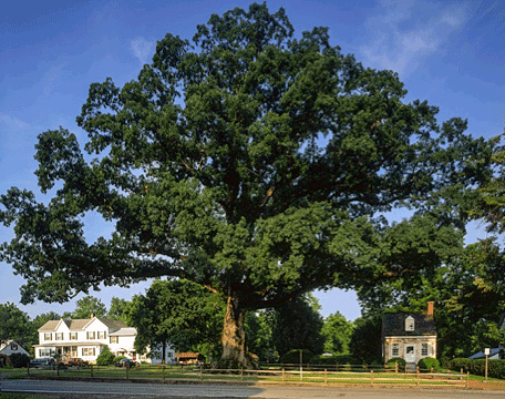 White Oak