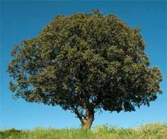 Holm Oak