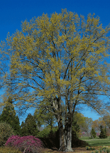 Willow Oak