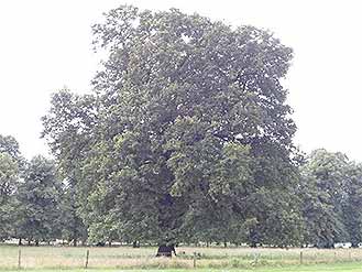 English Oak