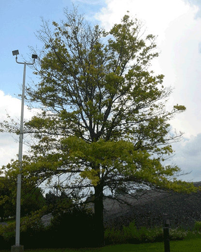 Northern Red Oak