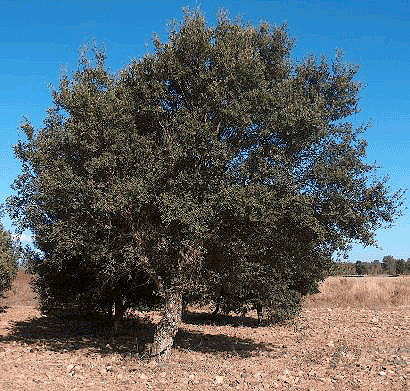 Cork Oak