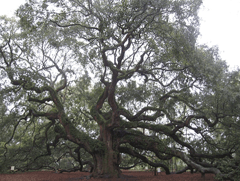 Live Oak