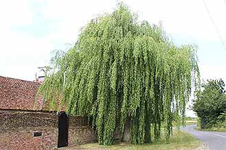 Willow
