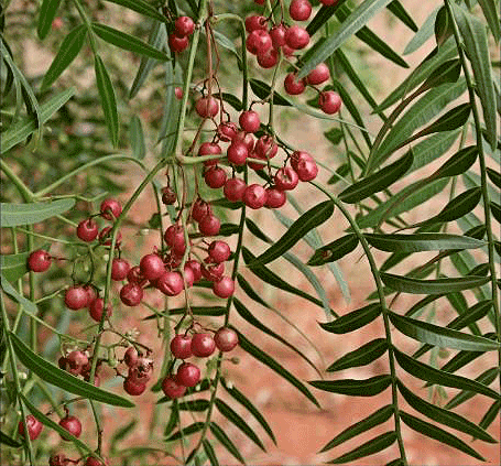 Peppertree