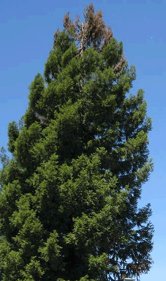 Coast Redwood