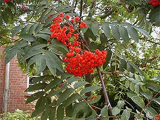 Rowan