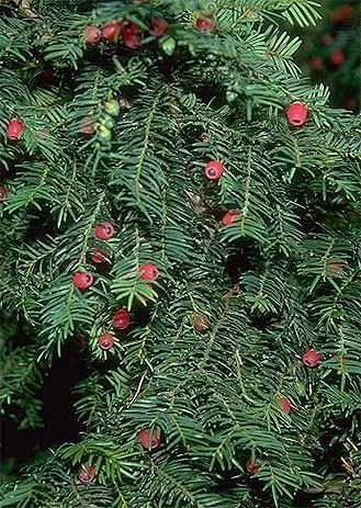 English Yew