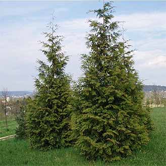 Western Red Cedar