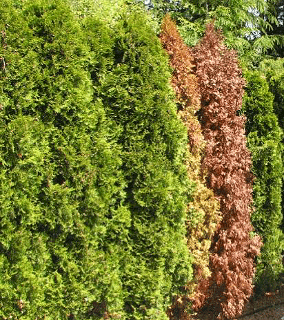 Western Red Cedar