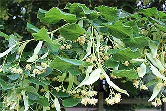 Common Lime