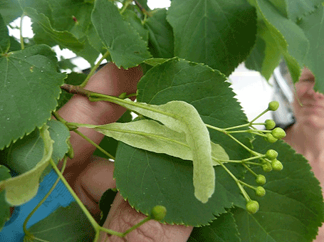 Linden