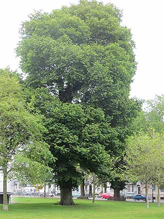Elm