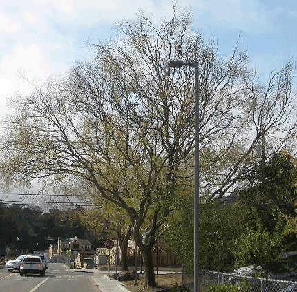 Chinese Elm