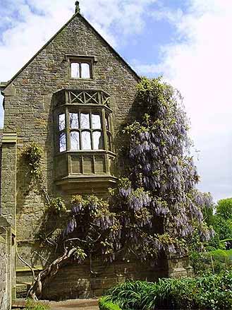 Wisteria